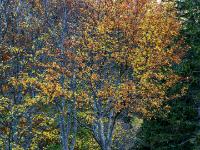 Herbstliche Buchenbäume leuchten am Rand einer Wiese